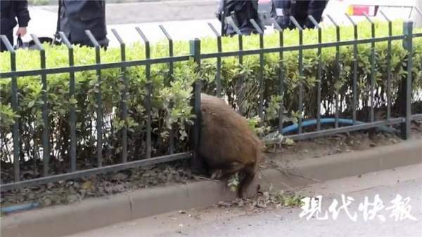 南京護(hù)欄網(wǎng)價(jià)格 南京護(hù)欄網(wǎng)價(jià)格